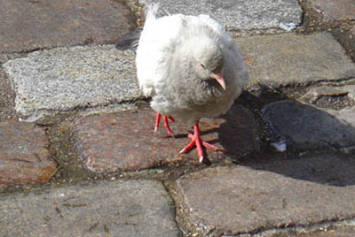 Pigeon sur les pavés parisiens